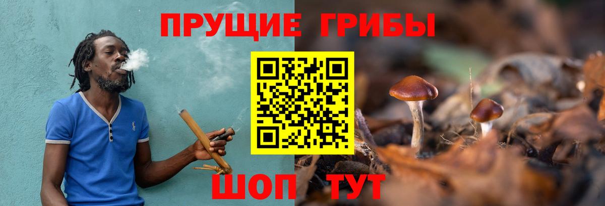 Псилоцибиновые грибы Psilocybine cubensis Саянск